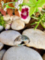 Star David Sterling Silver Celtic Ring