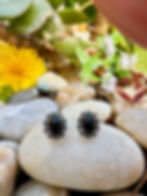 Women everyday Oval Black Onyx claw set Sterling Silver Marcasite Stud Earrings