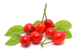 The Benefits of Rosehip Oil